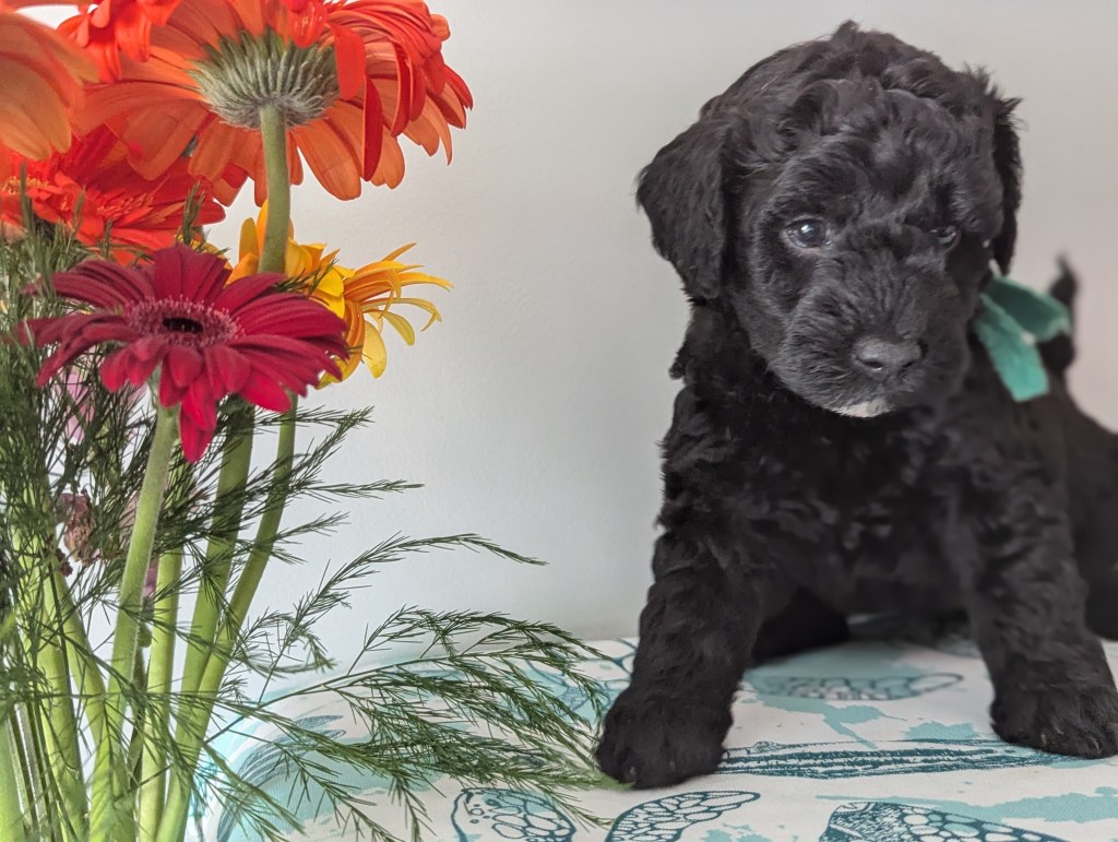 Miniature doodles for sale near me